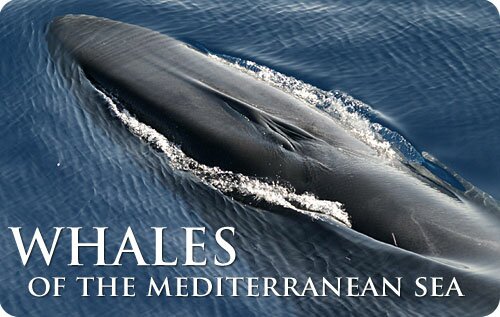 Cetacean Investigation in the Mediterranean Sea