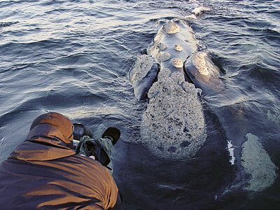 Chris Johnson films a southern right whale from a zodiac