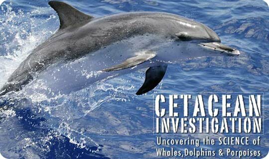Cetacean Investigation