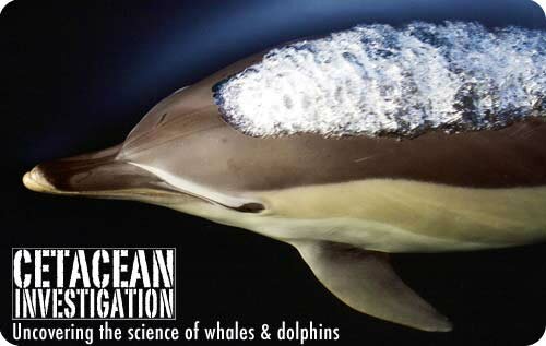 Cetacean Investigation in the Mediterranean Sea