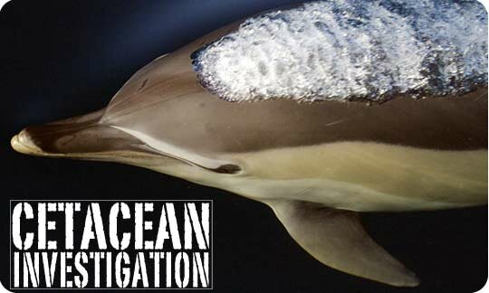 Cetacean Investigation - Common Dolphin