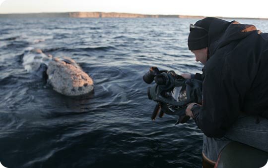 Chris Johnson filming southern right whales from a zodiac
