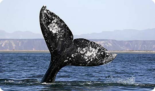A Gray Whale Flukes, Mexico - Chris Johnson