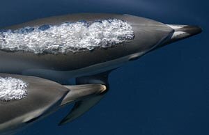 Common Dolphins - Photo by CHRIS JOHNSON