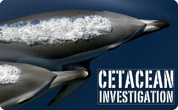 Cetacean Investigation - An Educational Program - Photo- Chris Johnson