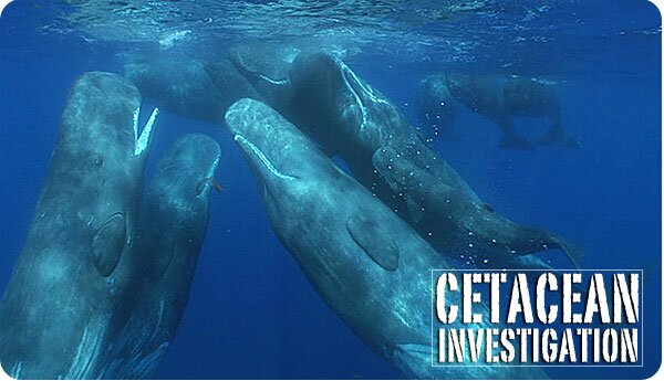 Sperm Whales Underwater - Photo - Chris Johnson