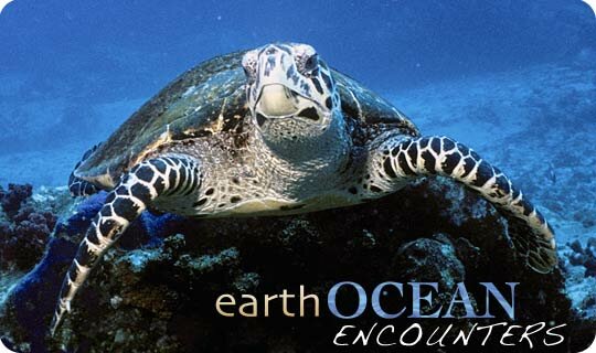 earthOCEAN Encounters - Sea Turtle