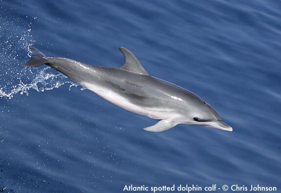 Atlantic Spotted Dolphin - Chris Johnson