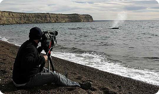 Chris Johnson filming a southern right whale on the coast of Peninsula Valdes, Argentina