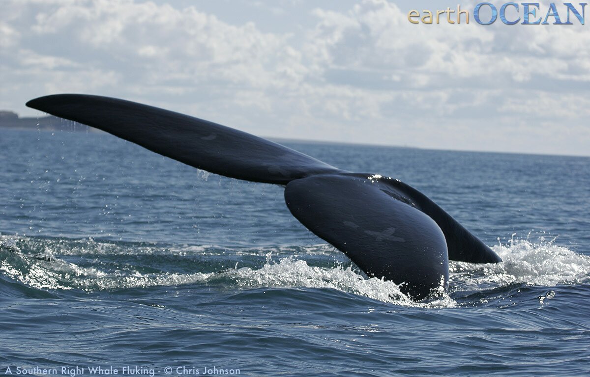 A southern right whales fluking - Photo by Chris Johnson