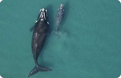 Cetacean Investigation - Southern Right Whales - Fact Sheet