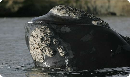 Cetacean Investigation - Southern Right Whales - Fact Sheet