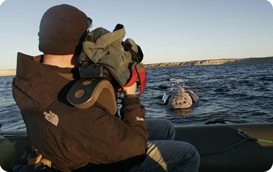 Chris Johnson filming southern right whales in argentina